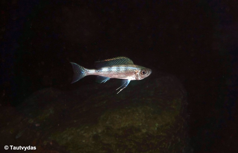 Haplotaxodon microlepis 'Jakobsen's Beach'